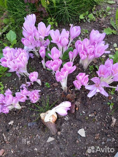 Примула ушковая