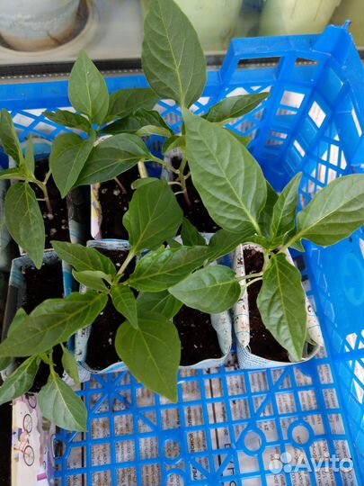 Рассада острого домашнего перца и жгучего Огонек