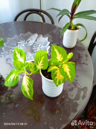 Комнатные растения