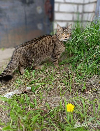 Котик в добрые руки