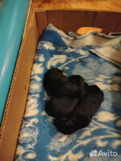 Ветеринарная помощь на дому