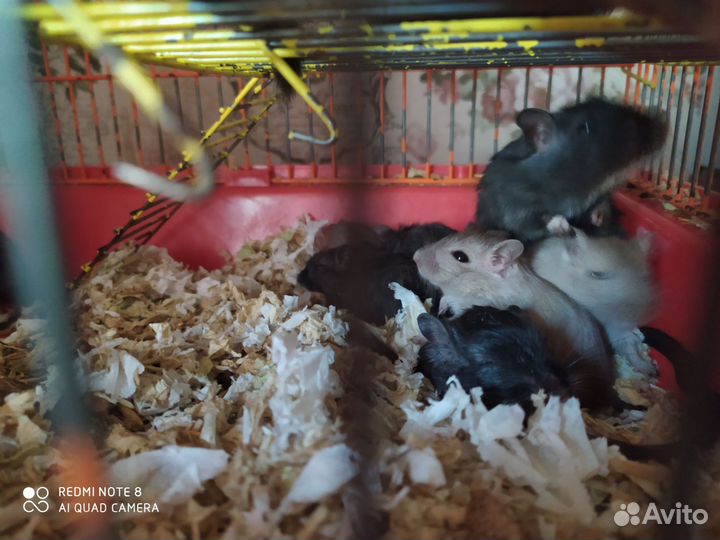 Песчанка, мышки, крыски Дамбо