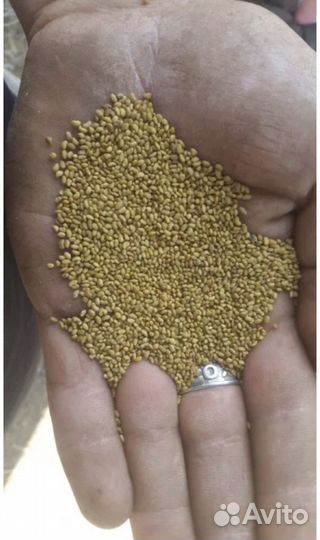 Семена люцерны