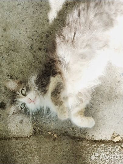 Кошка Василисса в добрые руки