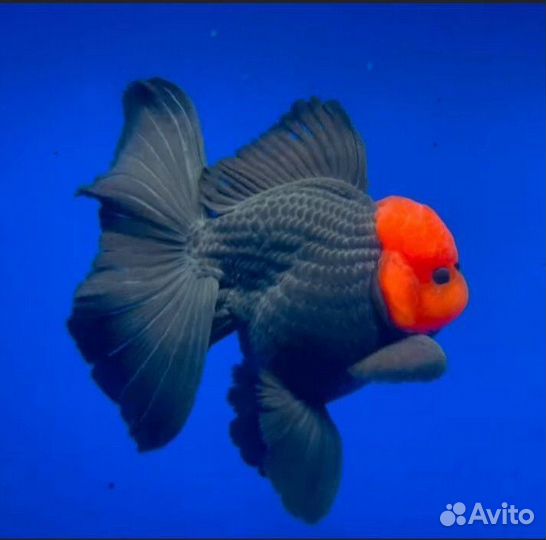 Оранда Апачи