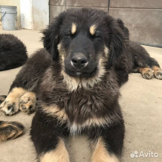 Щенки Банхара