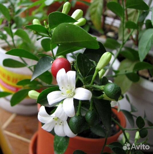 Саженцы Мурайи (дерево императоров)