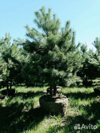 Норвежская сосна