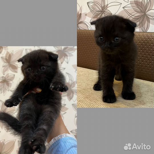 Британские котята