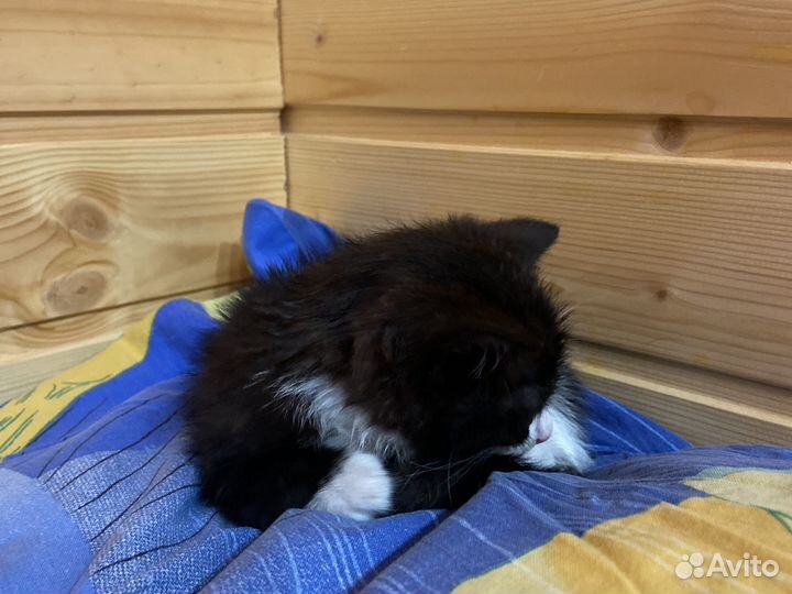 Котят в добрые руки