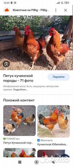 Петух кучинский