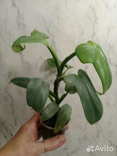 Тонг Прокай/Голден Спир,Виолин,Альба и др