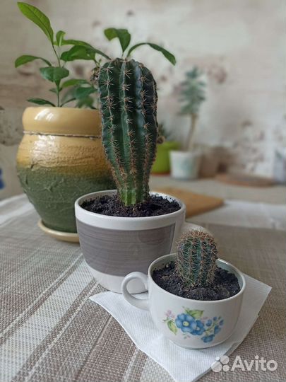 Кактус