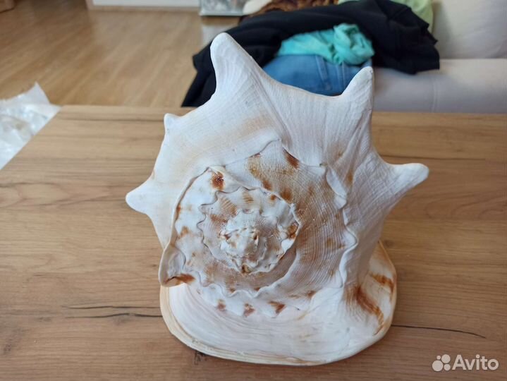 Морская раковина