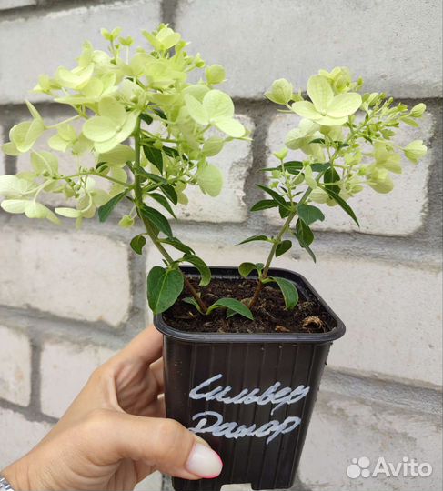 Гортензия метельчатая Сильвер доллар