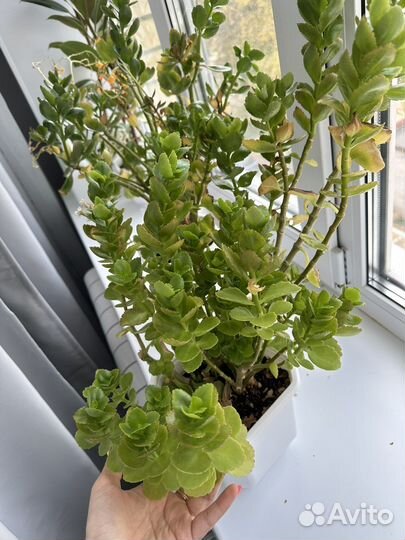Каланхоэ цена за оба