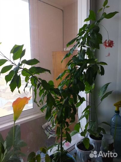 Гибискус шизопеталус