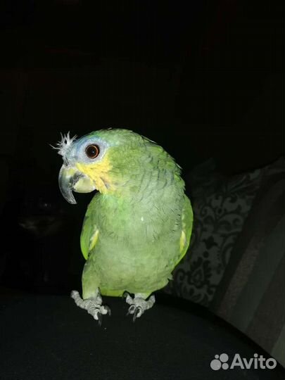 Венесуэльский Амазон