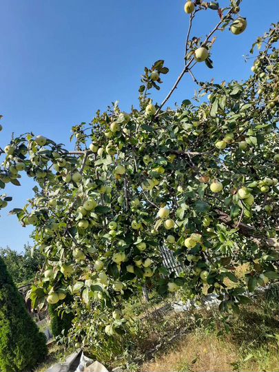 Дача 50 м² на участке 6 сот.