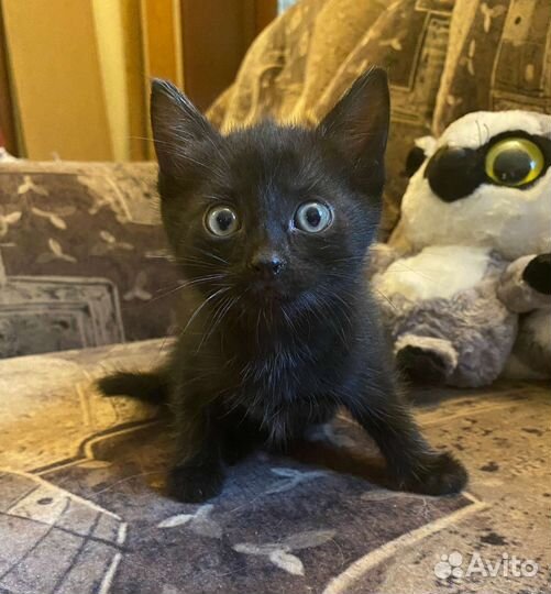 Кошка в дар бесплатно