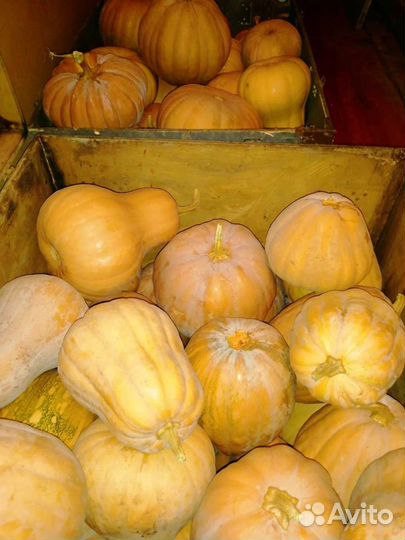 Тыква для еды Кабачки