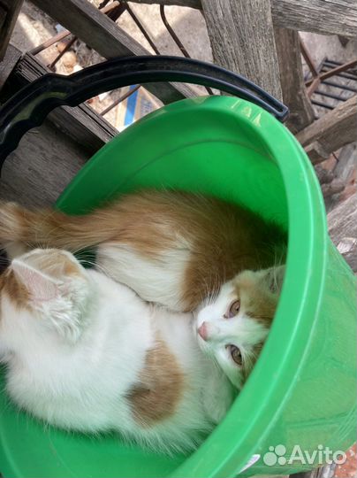 Котёнок