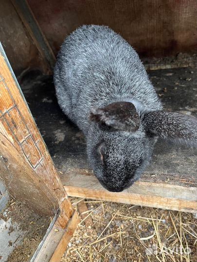 Кролик Полтавское серебро