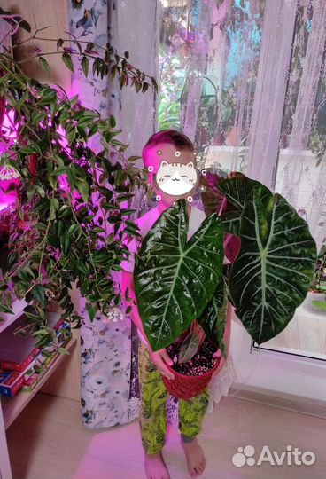 Алоказия Пинк дракон