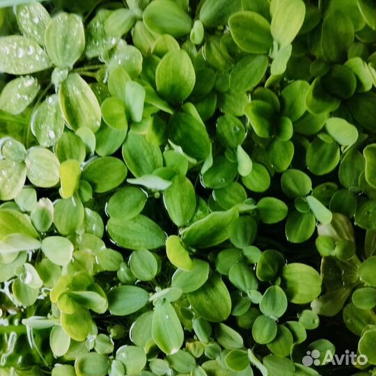 Аквариумное растение Пистия Отдам бесплатно