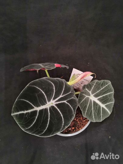 Алоказия блэк вельвет 14/25