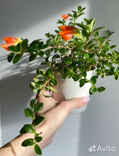 Комнатные цветы