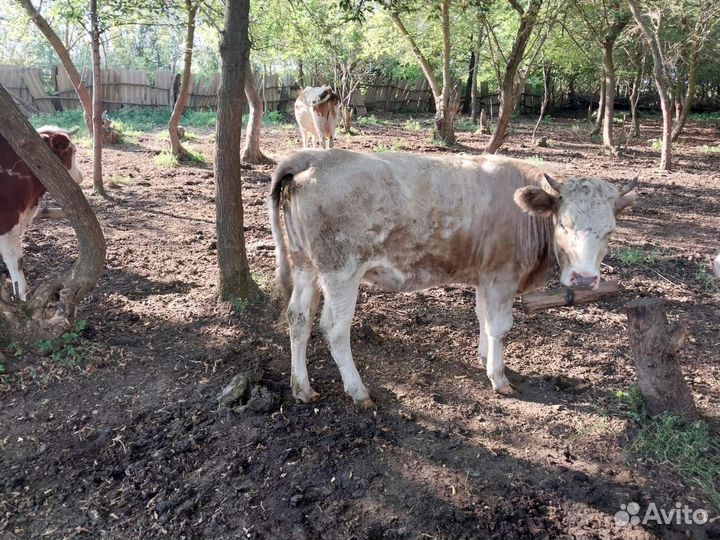 Тёлка 18 месяцев, 4 штуки