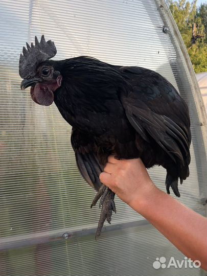 Петух ухейлюй