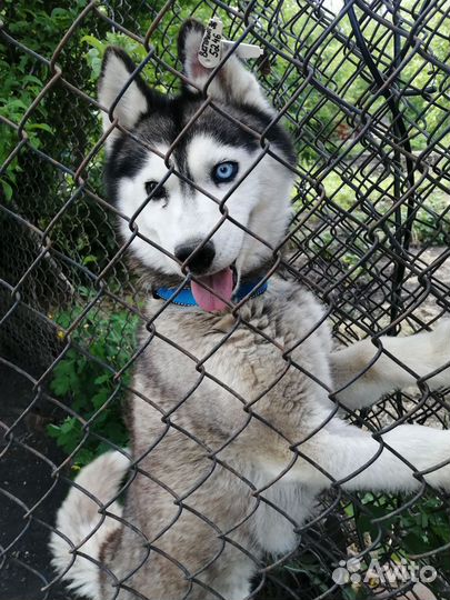 Мини хася Варя