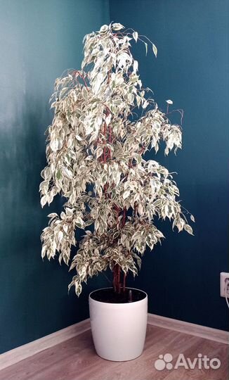 Фикус Бенджамина черенки для укоренения