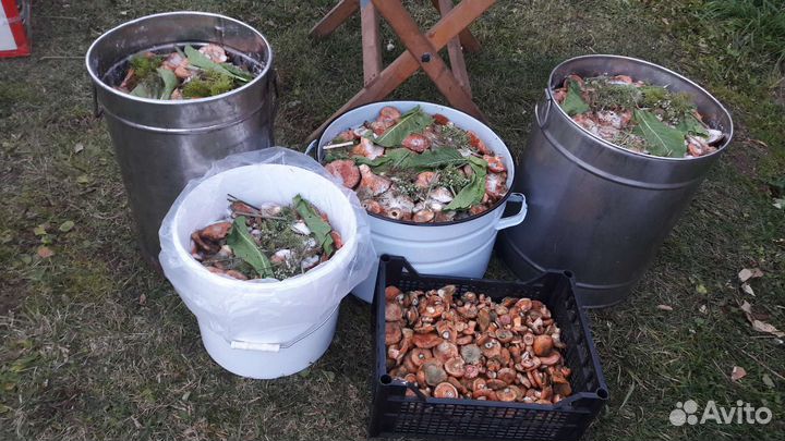 Рыжики солёные