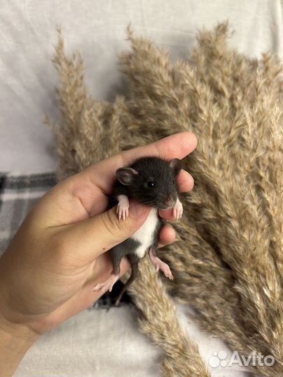 Крысята дамбо