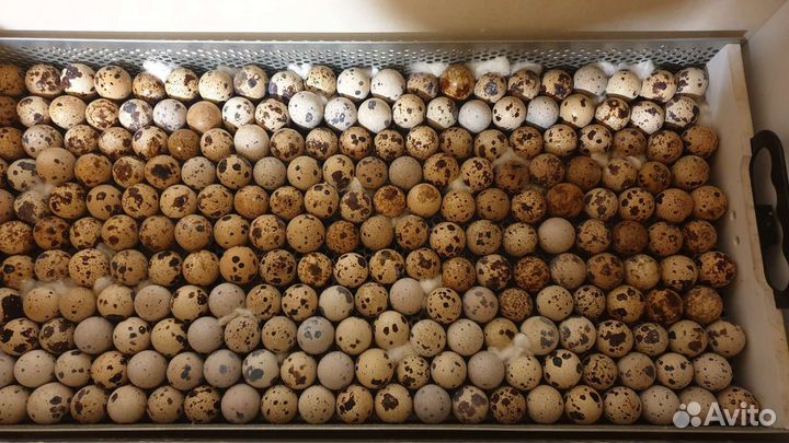 Перепелиные яйца