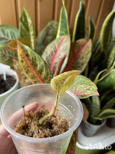 Аглаонема Легаси