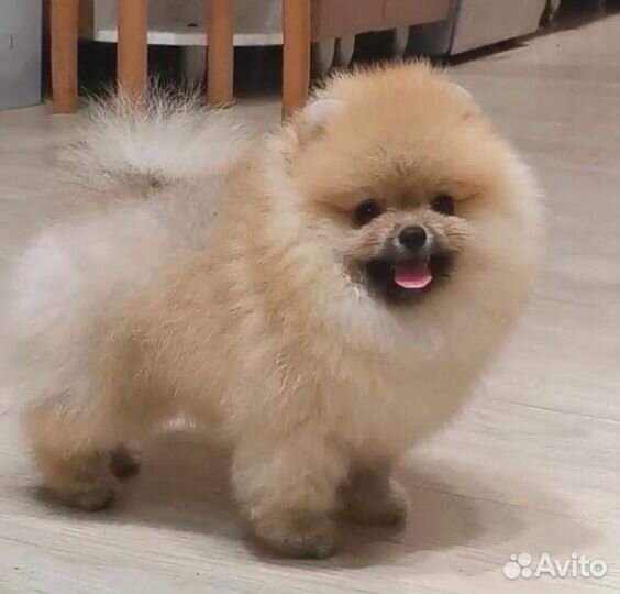 Померанский шпиц