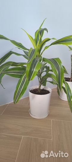 Комнатные растения