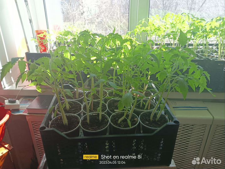 Рассада помидор
