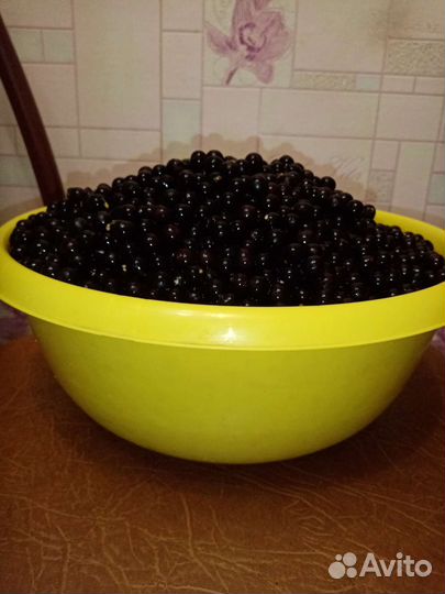 Паслён вкус детства