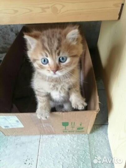Котенок британка