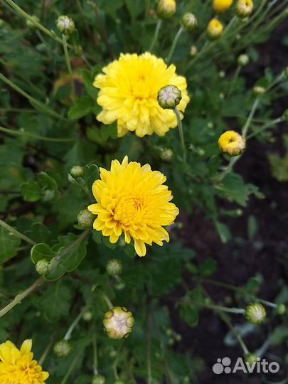 Хризантема