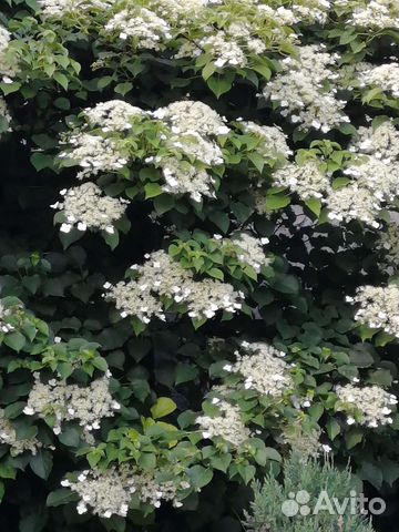 Гортензия черешковая Петиоларис купить в Ростове-на-Дону | Товары для ...