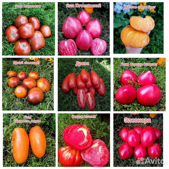 Семена коллекционных томатов