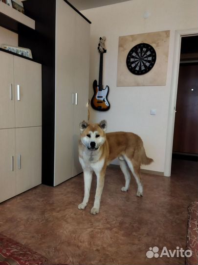 Домашняя передержка собак