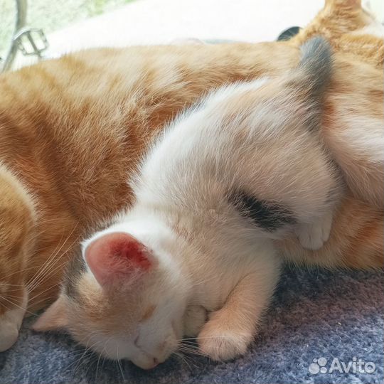 Котята в добрые руки бесплатно