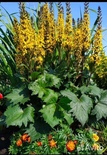 Саженцы многолетников в наличии